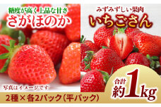 【1月中旬～2月中旬発送】佐賀県自慢の2種！さがほのか＆いちごさん 平パック4P 約1kg いちご 果物 旬 イチゴ 苺 フルーツ 佐賀県産 佐賀産 佐賀 吉野ヶ里町/リエンサーク [FCC004]