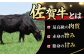 佐賀牛 ヒレステーキ 450g （ 150g ×3枚）