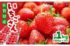 【限定数量/先行予約】【12月以降順次発送】佐賀県産 いちごさん 計1kg 以上（約250g×4P）【レビューキャンペーン開催中！】| 苺 いちご イチゴ ストロベリー 果物 フルーツ | 吉野ヶ里町/TZファーム[FDF001]
