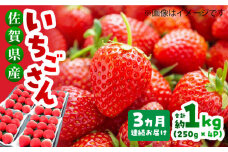 【1月～3月発送】【全3回定期便】いちごさん 計1kg以上（約250g×4P）【レビューキャンペーン開催中！】| いちご 苺 イチゴ 果物 フルーツ | 吉野ヶ里町/TZファーム[FDF002]