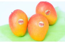 【訳あり】上峰完熟アップルマンゴー約600～700ｇ【数量限定】