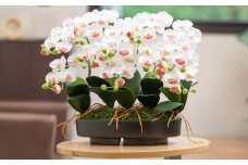 ArtificialFlower『NAGOMI』　光触媒胡蝶蘭「雅(みやび)」【選べるカラー】白黄／白赤／絞りピンク  F-142