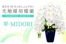 光触媒胡蝶蘭「翠(みどり)」白黄 E-278