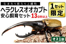 【1セット限定！】完璧育成！上峰町産「ヘラクレスオオカブト」 N-95
