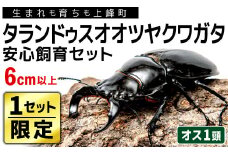 【1セット限定！】完璧育成！「タランドゥスオオツヤクワガタ」 G-233