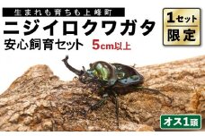 【1セット限定！】完璧育成！「ニジイロクワガタ」 E-257