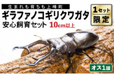 【1セット限定！】完璧育成！「ギラファノコギリクワガタ」 G-202