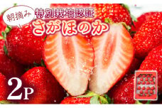 【先行予約】数量限定！あまい果汁溢れる！最高級品質”さがほのか” お試し470g（235g×2p）