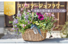 【定期便3回】季節のお花が楽しめる☆お花屋さんの定期便 3回 5回 ブリコラージュフラワー 寄せ植え 15~20株 