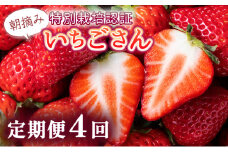 【先行予約】数量限定！佐賀県人気No.1苺”いちごさん”  4回定期便 （1回 235g×4p 約1kg）