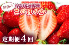 【先行予約】数量限定！あまい果汁溢れる！最高級品質”さがほのか” 4回定期便 （1回 235g×4p 約1kg）