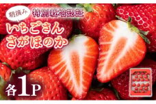 【先行予約】数量限定 いちごさん＆さがほのか食べ比べセット ★贈り物にも最適★