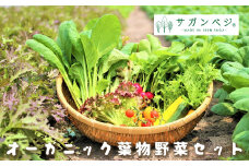 CQ019_オーガニック葉物野菜セット【植物性で育てた完全無農薬の葉野菜ブランド有機JAS】