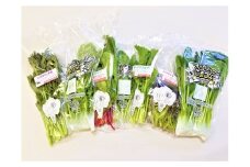 CQ022_【定期便】オーガニックサラダミニセット【植物性で育てた完全無農薬の葉野菜ブランド有機JAS】6回定期便