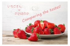 DV104　いちご食べ比べ いちごさん さがほのか