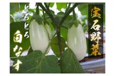 EW007　☆キラキラ宝石野菜☆白なす（9個入り1箱）【50セット限定】