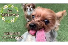 FB137 　【5月～9月発送】犬の無添加おやつ☆お砂糖不使用無添加アイスキャンディ