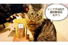 FB138　 シニア犬＆幼犬＆猫用の無添加おやつ☆ふわふわ天然いのししフレーク4個
