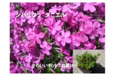 BS151_ シバザクラ　ダニエル10個 花 苗 植物 家庭菜園 花壇 プランター ガーデニング 芝桜