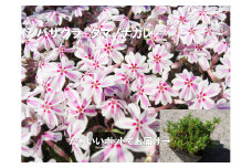 BS153_シバザクラ　タマノナガレ10個 花 苗 植物 家庭菜園 花壇 プランター ガーデニング 芝桜
