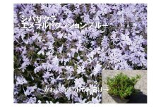 BS155_シバザクラ エメラルドクッションブルー10個 花 苗 植物 家庭菜園 花壇 プランター ガーデニング 芝桜