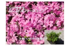 BS156_シバザクラ　ロンスドルファースコーン10個 花 苗 植物 家庭菜園 花壇 プランター ガーデニング 芝桜