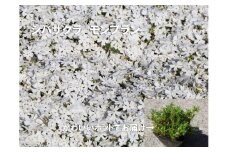 BS158_　シバザクラ　モンブラン20個 花 苗 植物 家庭菜園 花壇 プランター ガーデニング 芝桜