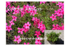 BS160_　シバザクラ　スカーレット20個 花 苗 植物 家庭菜園 花壇 プランター ガーデニング 芝桜