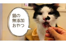 FB093　猫の無添加おやつ☆天然いのししジャーキー4個