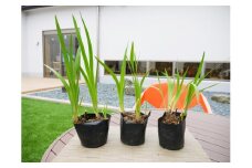 BS112  ショウブセット 花 苗 植物 家庭菜園 花壇 プランター ガーデニング