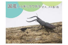 FQ003　ノコギリクワガタ ペア 成虫（オス・メス各1匹 ）夏休み カブトムシ