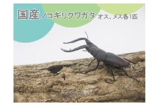 FQ003　ノコギリクワガタ ペア 成虫（オス・メス各1匹 ）夏休み カブトムシ