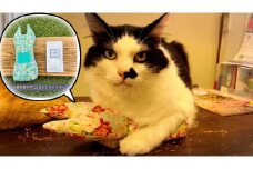 FB116 天然100%無添加・無農薬またたびパウダー＆猫まくら1個