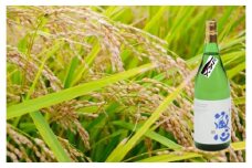 DV200　矢野肥前蔵心純米吟醸 1.8L