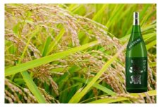 DV049　聚楽太閤特別純米酒全量山田錦 1.8L