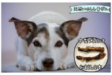 FB131 【お試し2本】中型犬向け☆天然いのししの骨ガム