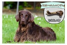FB132 【お試し1本】大型犬向け☆天然いのししの骨ガム