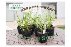 BS147_フイリヤブラン12本セット　花 苗 植物 家庭菜園 花壇 プランター