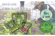 FV019_【６回定期便】6000.FARMの有機野菜のサラダセット　
