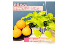 DV139_さがんルビー　5kg（グレープフルーツ）