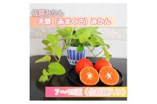 DV143_天草（あまくさ）みかん7～15玉　3kg（化粧箱入り）