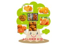 DV146_【計７回】柑橘好きのための佐賀みかん定期便