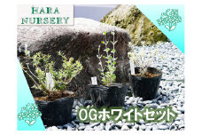 BS181_OGホワイトセット 花 苗 植物 家庭菜園 花壇 プランター ガーデニング