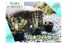BS181_OGホワイトセット 花 苗 植物 家庭菜園 花壇 プランター ガーデニング