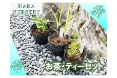 BS182_お茶・ティーセット 花 苗 植物 家庭菜園 花壇 プランター ガーデニング