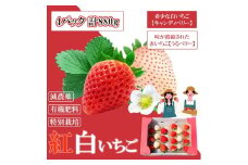GF002_【2026年12月～4月発送】紅白いちご880g ゆりかーごC4パック
