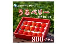 GF004_【2026年12月～4月発送】エクセレント800ｇ