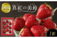 ★予約受付★杉山いちご農園 希少品種！ 黒色いちご「真紅の美鈴（しんくのみすず）」2026年1月～5月中に順次配送 いちご 黒いちご 果物 フルーツ 苺 イチゴ 黒 くだもの 佐賀県 産 希少 くろ  