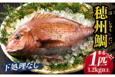 渡邊水産 穂州鯛（下処理なし）