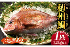 渡邊水産 穂州鯛（下処理あり）